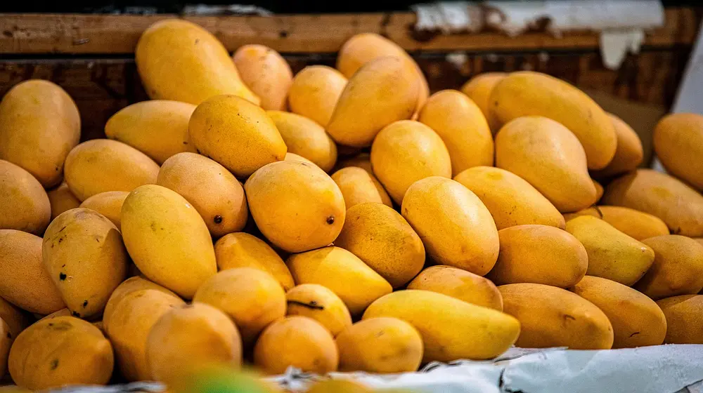 Mango w ciąży: czy można jeść bezpiecznie?