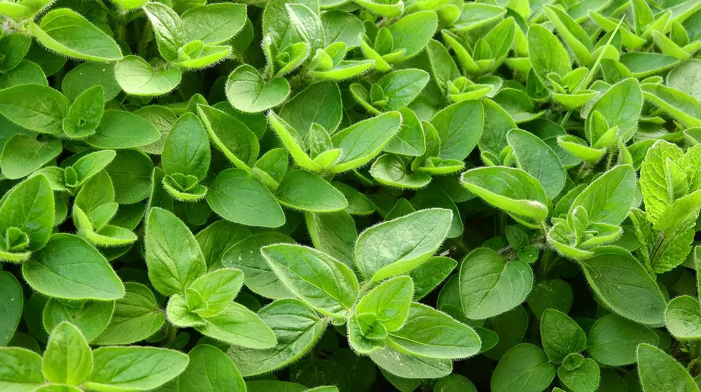 Oregano w ciąży - czy można jeść bezpiecznie?